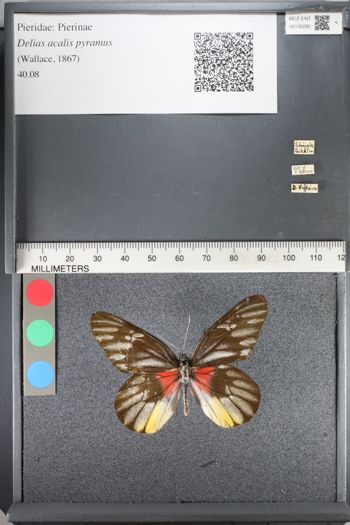 Media type: image;   Entomology 130282